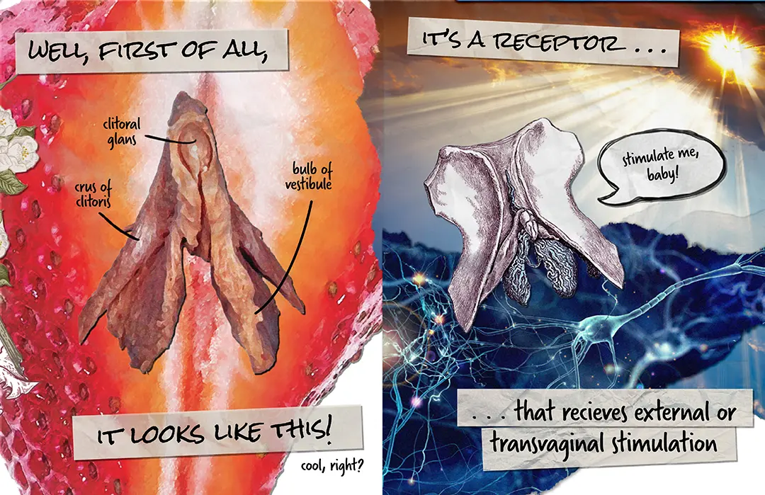 Zine spread with text in a marker font on tape. On one side there's a labeled image of a clitoris from a cadaver 
                        over a large image of a cut open strawberry. On the other side, the background is overlayed images of sun rays coming 
                        through clouds and neurons connecting, and the foreground is a scientific drawing of the clitoris and pubic bone.